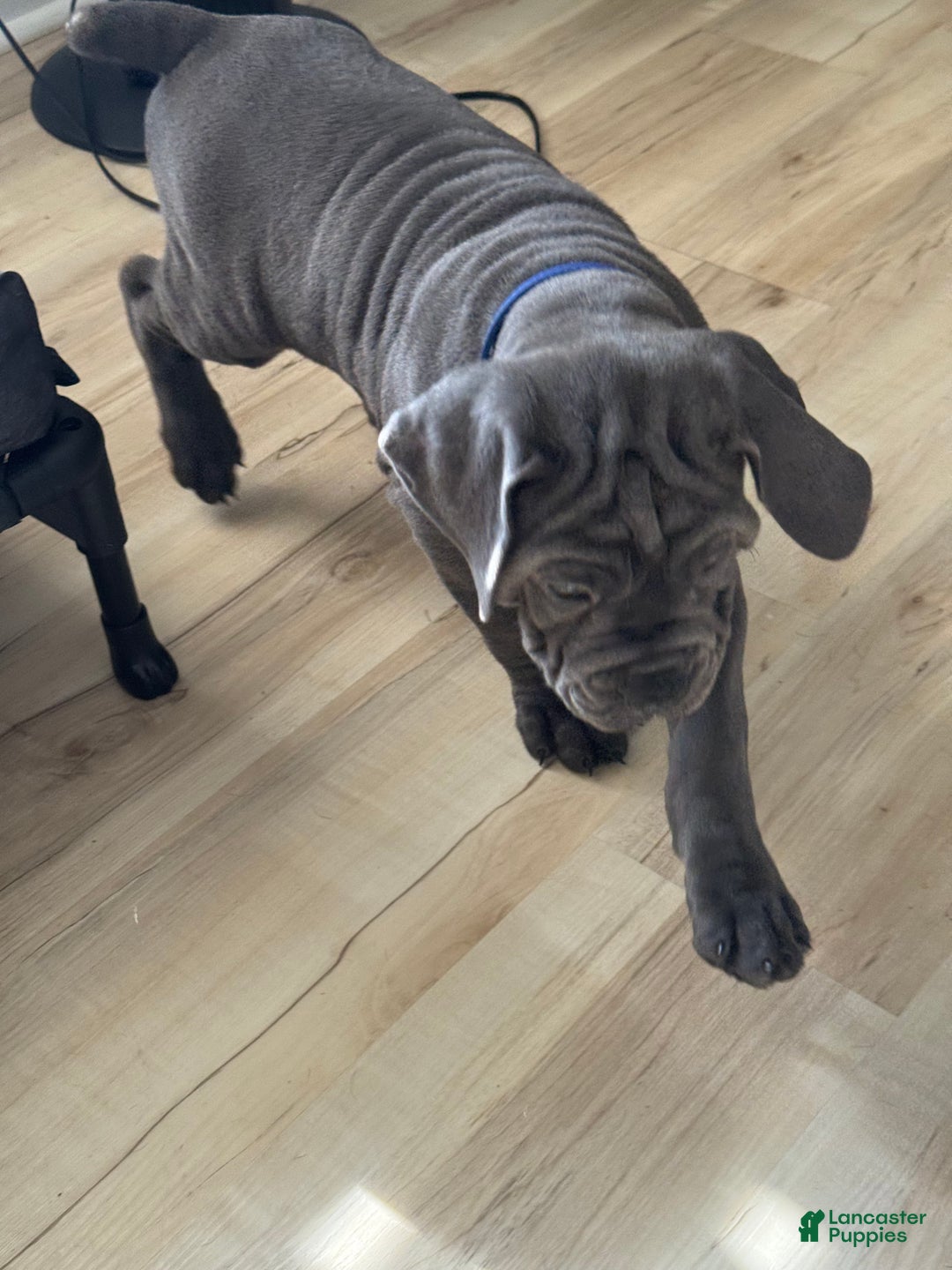 Cane Corso dogs for sale: Draco - Ad 4
