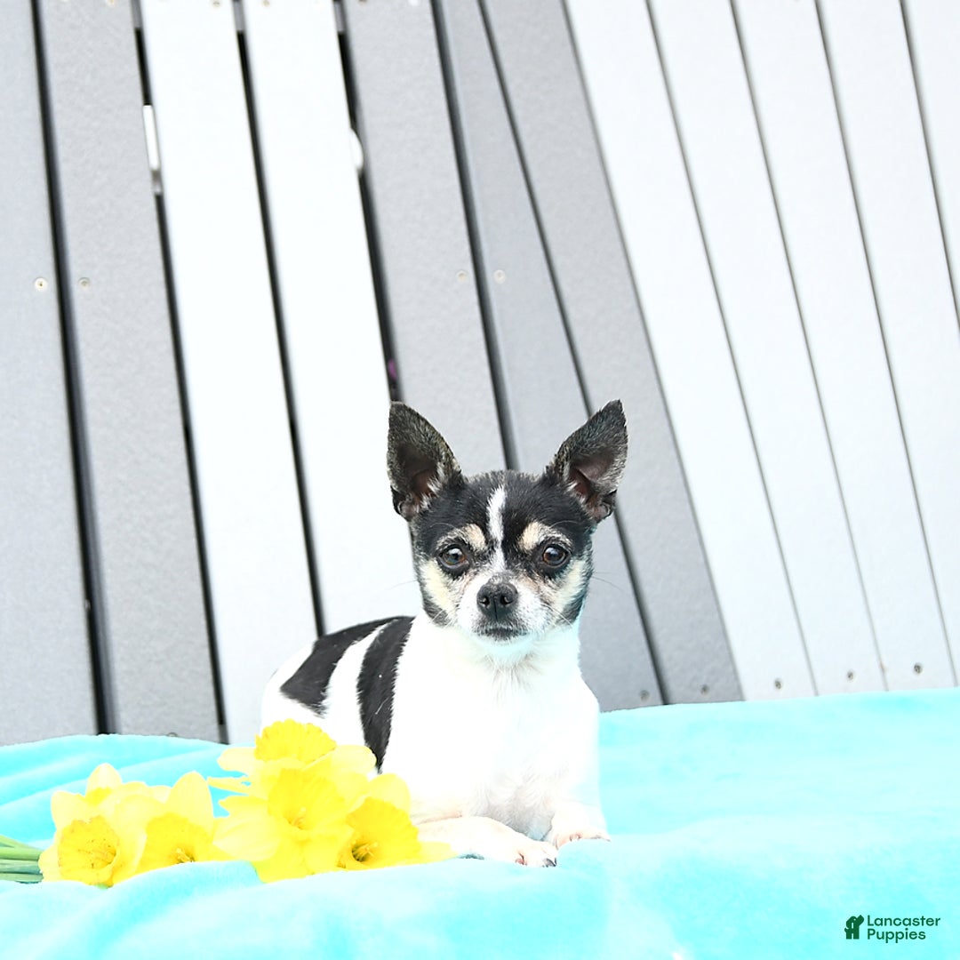Chihuahua dogs for sale: Mr. Sparky (Long-Haired) - Ad 11