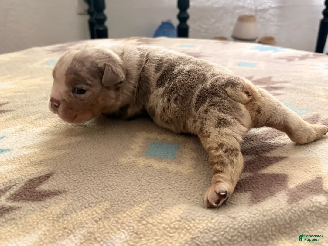 English Bulldog dogs for sale: Blue Merle - Ad 2