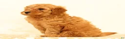 Mini Goldendoodle dogs for sale: Lance - Ad 4