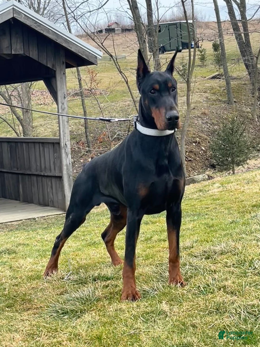Doberman Pinscher dogs for sale: Tango - Ad 5