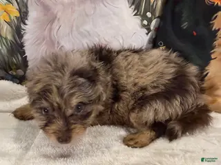 Maltipoo dogs for sale: Maltipoo Puppy 2 - Ad 1