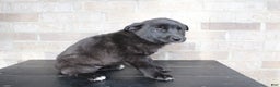 Mixed Breed dogs for sale: Sara - Ad 4