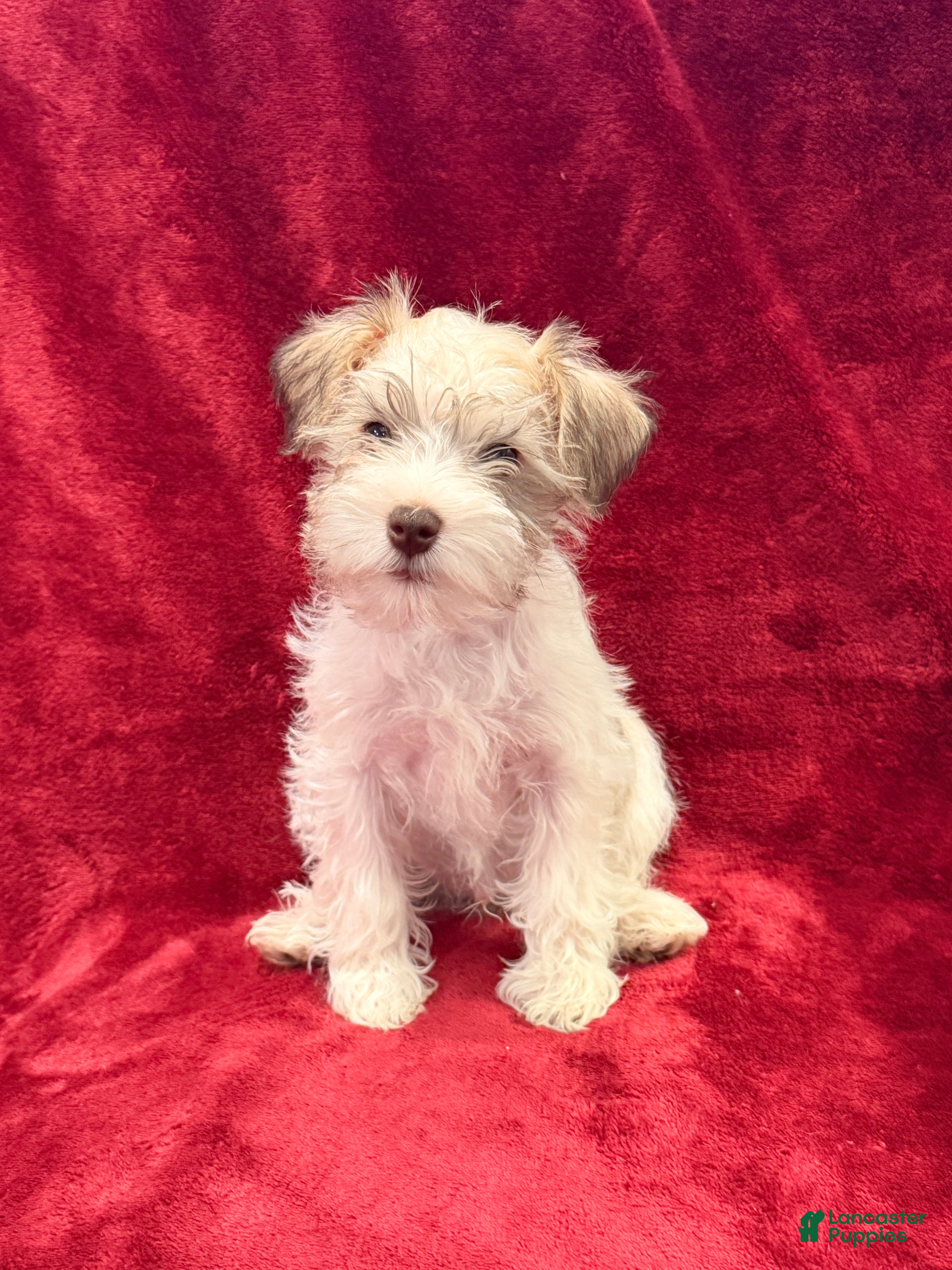 Miniature Schnauzer dogs Miniature Schnauzer Puppy 1 - Ad 35