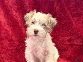 Miniature Schnauzer dogs Miniature Schnauzer Puppy 1 - Ad 12