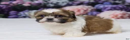 Shih Tzu dogs for sale: Rosy - Ad 4