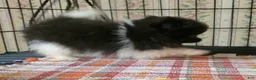 Pomeranian dogs for sale: Pomeranian Puppy 1 - Ad 4