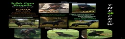 Rottweiler dogs for sale: Rottweiler 2 - Ad 3