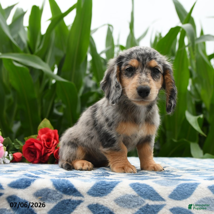 Miniature Dachshund dogs Smoothie - Ad 1