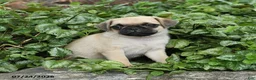 Pug dogs for sale: Drake - Ad 3