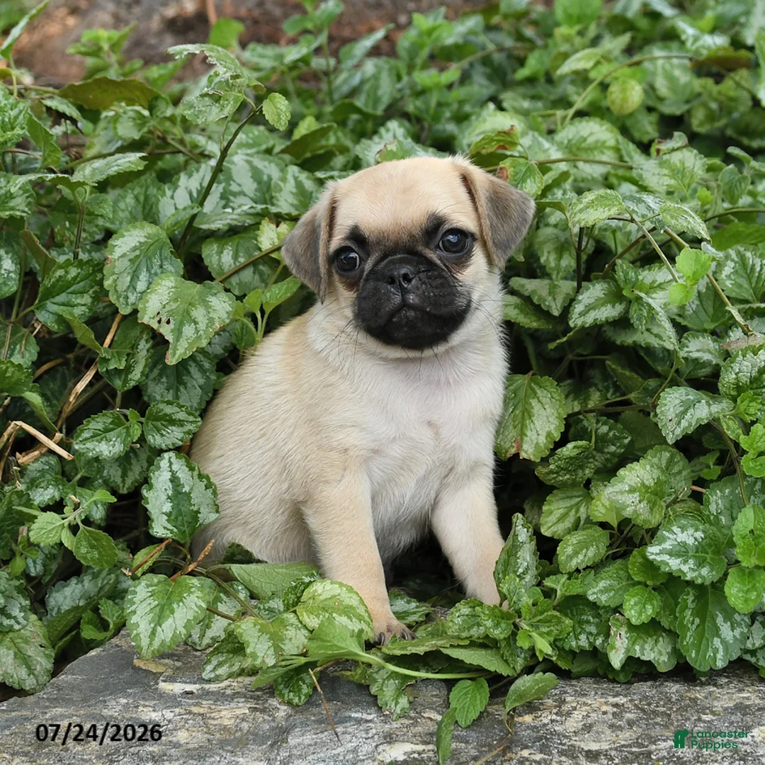 Pug dogs for sale: Drake - Ad 3