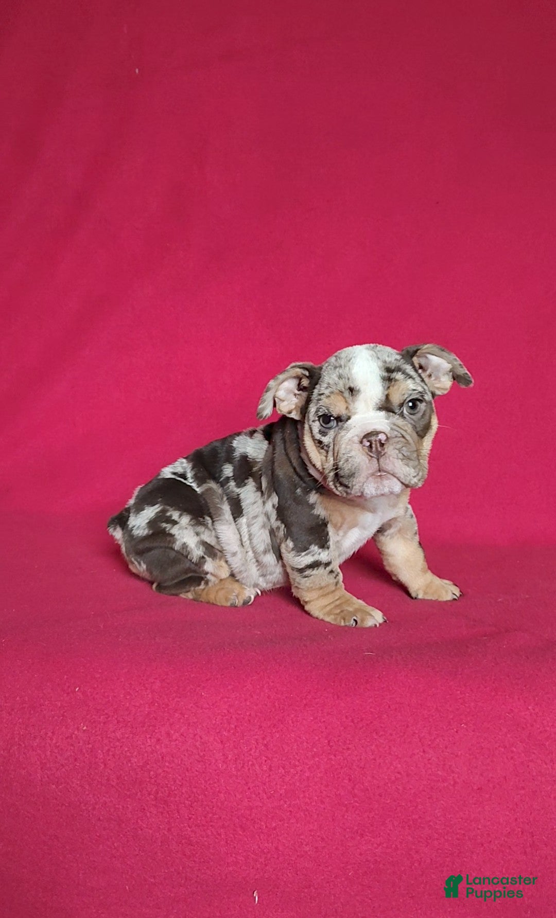 English Bulldog dogs for sale: Reba - Ad 3