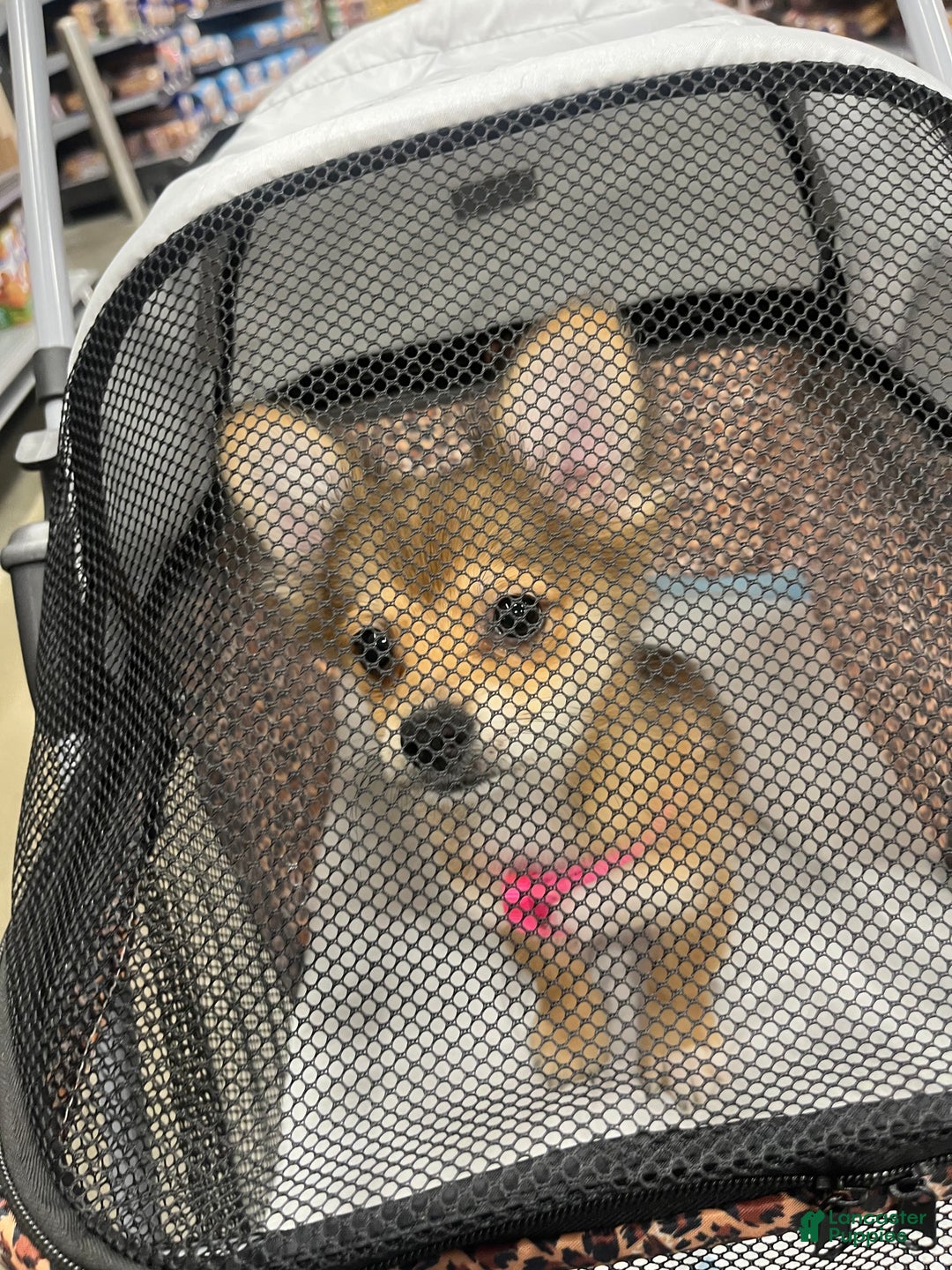 Pomeranian dogs for sale: Pomeranian Puppy 4 - Ad 2