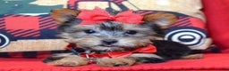 Yorkshire Terrier dogs for sale: Prancer - Ad 7
