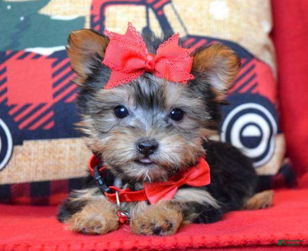 Yorkshire Terrier dogs for sale: Prancer - Ad 7