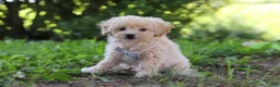 Bichpoo dogs for sale: Scooter - Ad 3