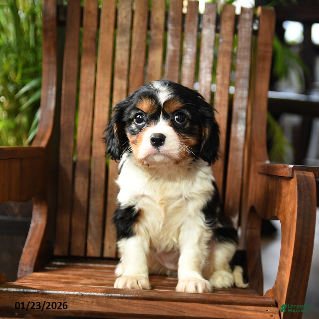 Cavalier King Charles Spaniel dogs for sale: Bubbles - Ad 3