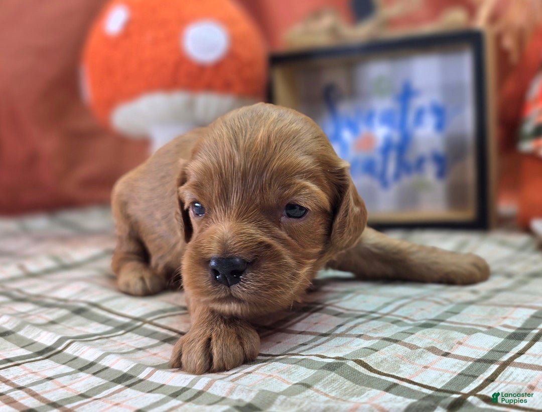 Cockapoo dogs for sale: Captain Dan - Ad 9