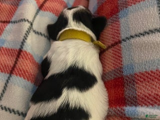 Mixed Breed dogs Cocoa - Ad 39