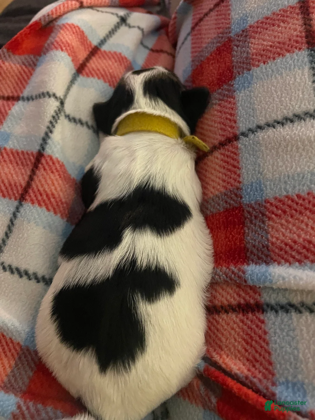 Mixed Breed dogs for sale: Cocoa - Ad 4