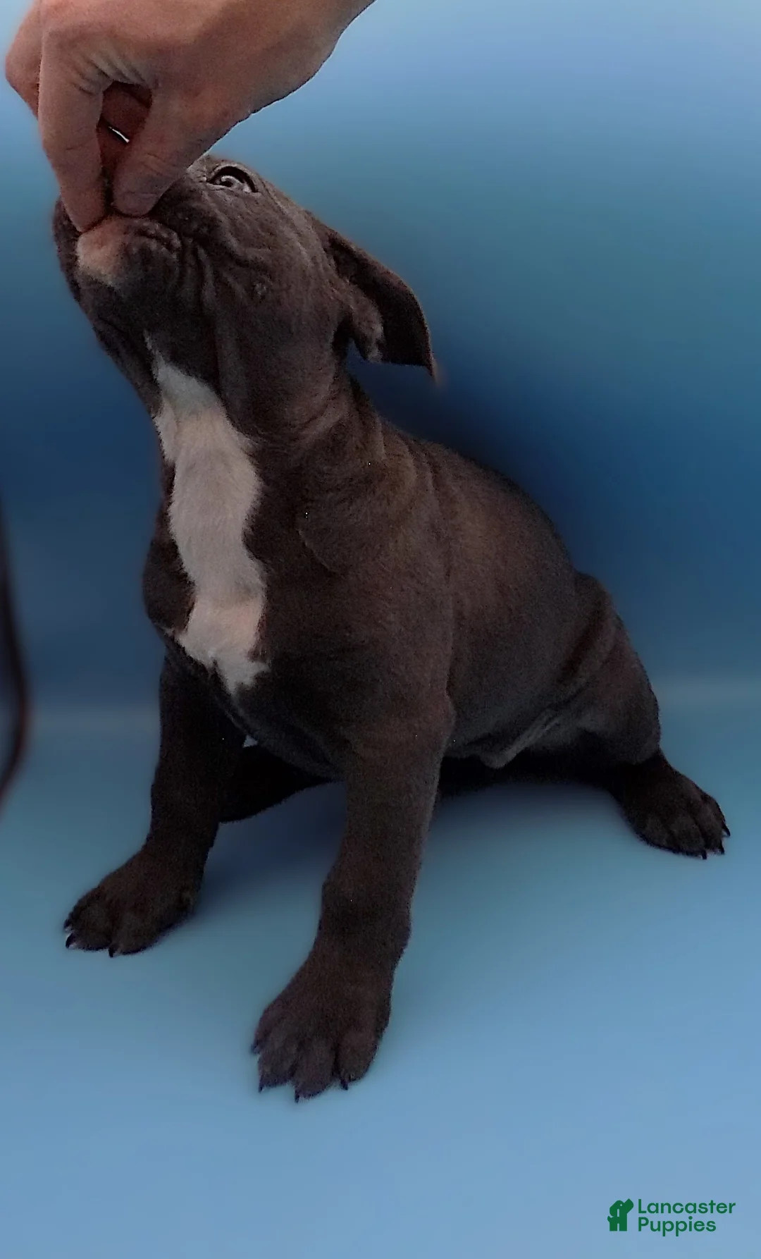 Mixed Breed dogs for sale: Lucille - Ad 4