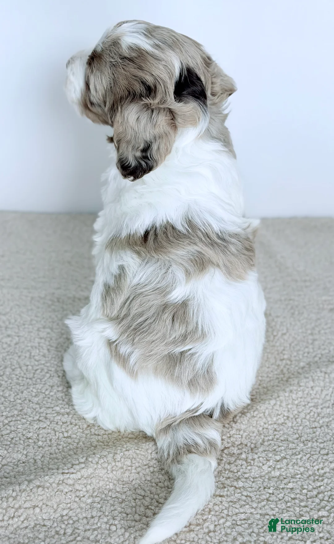 Bernedoodle dogs for sale: Praise  - Ad 4