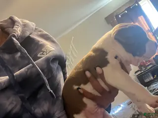 American Bully dogs for sale: American Bully Puppy 4 - Ad 4