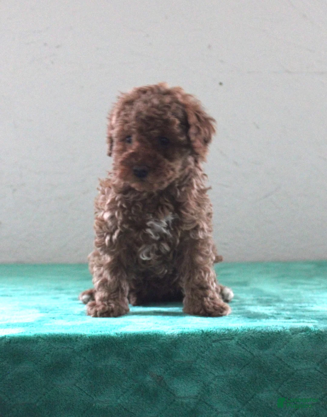 Miniature Poodle dogs for sale: Little - Ad 1
