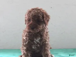 Miniature Poodle dogs Little - Ad 40