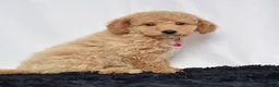 Mini Goldendoodle dogs for sale: Ms. Mia - Ad 5
