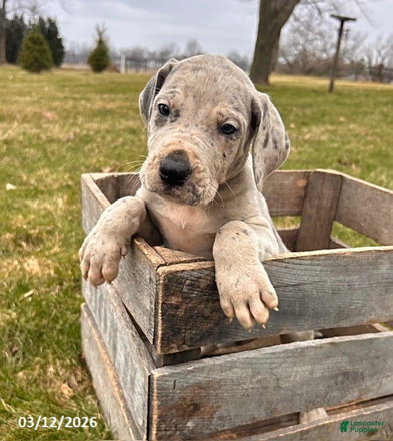 Great Dane dogs Truman - Ad 2