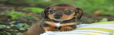 Joyce Miniature Dachshund 