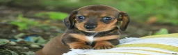 Miniature Dachshund dogs for sale: Joyce Miniature Dachshund  - Ad 1