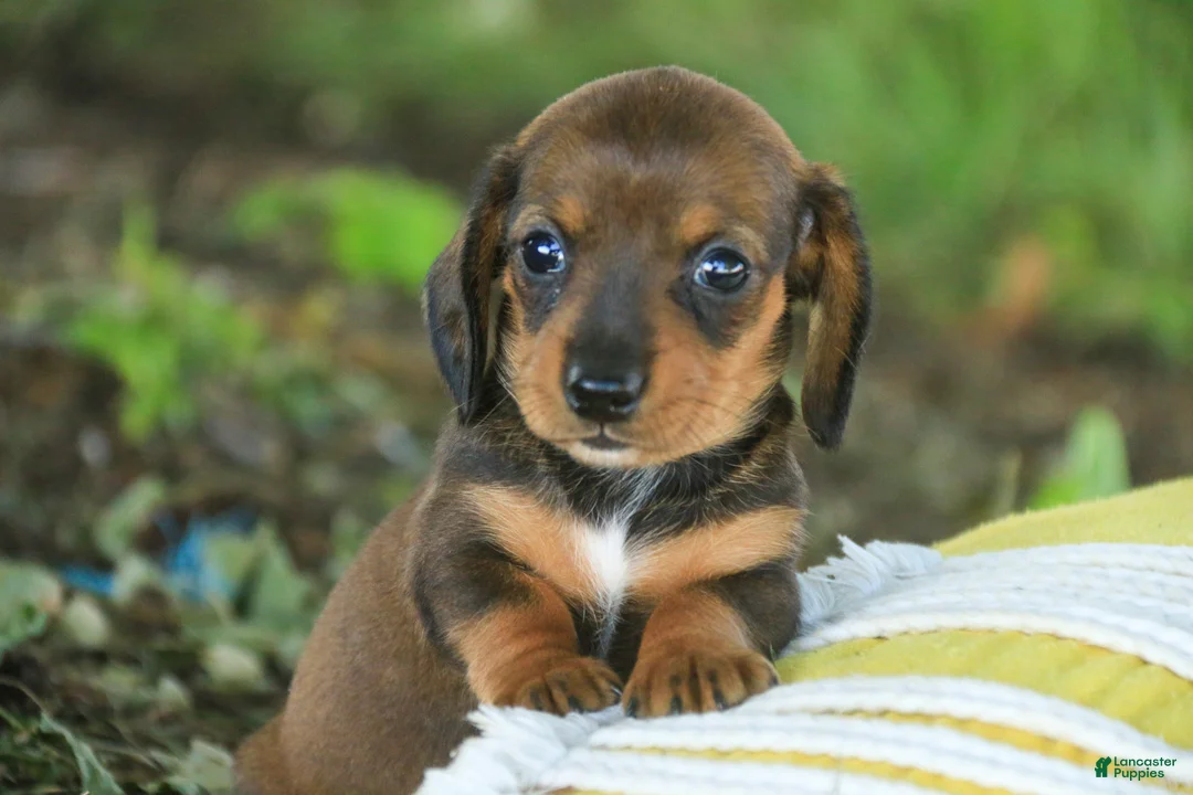 Miniature Dachshund dogs for sale: Joyce Miniature Dachshund  - Ad 1