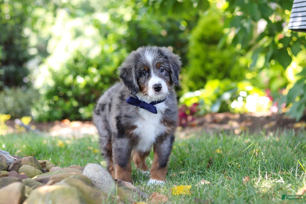 Mini Bernedoodle dogs Easton - Ad 1