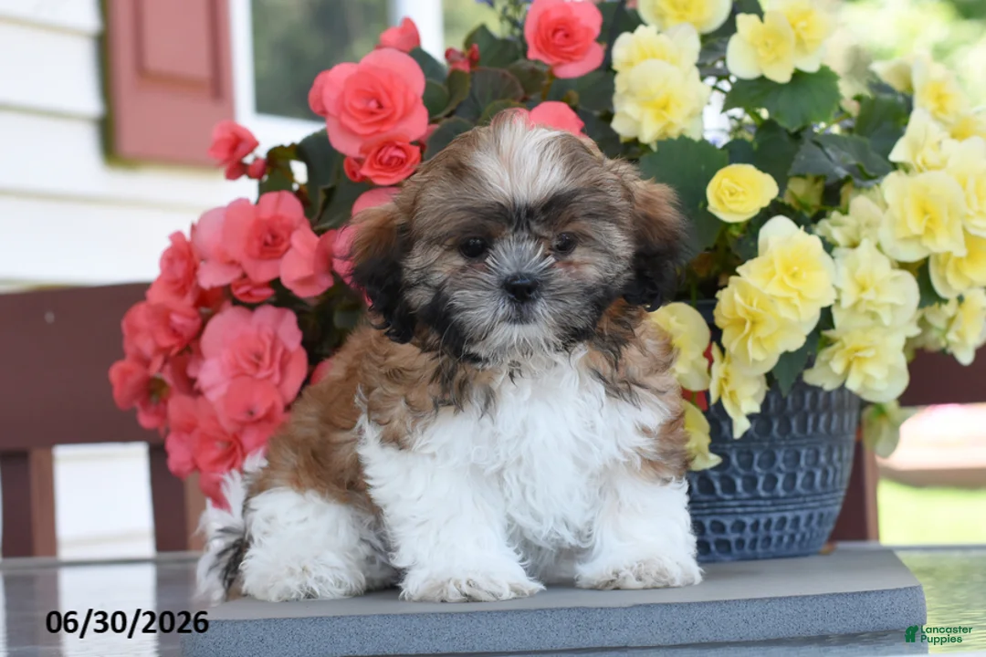 Shih Tzu dogs for sale: Madeline - Ad 1