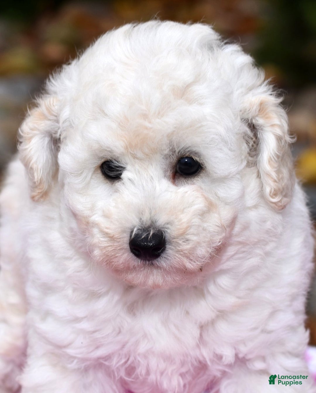 Toy Poodle dogs for sale: Tessa - Ad 6