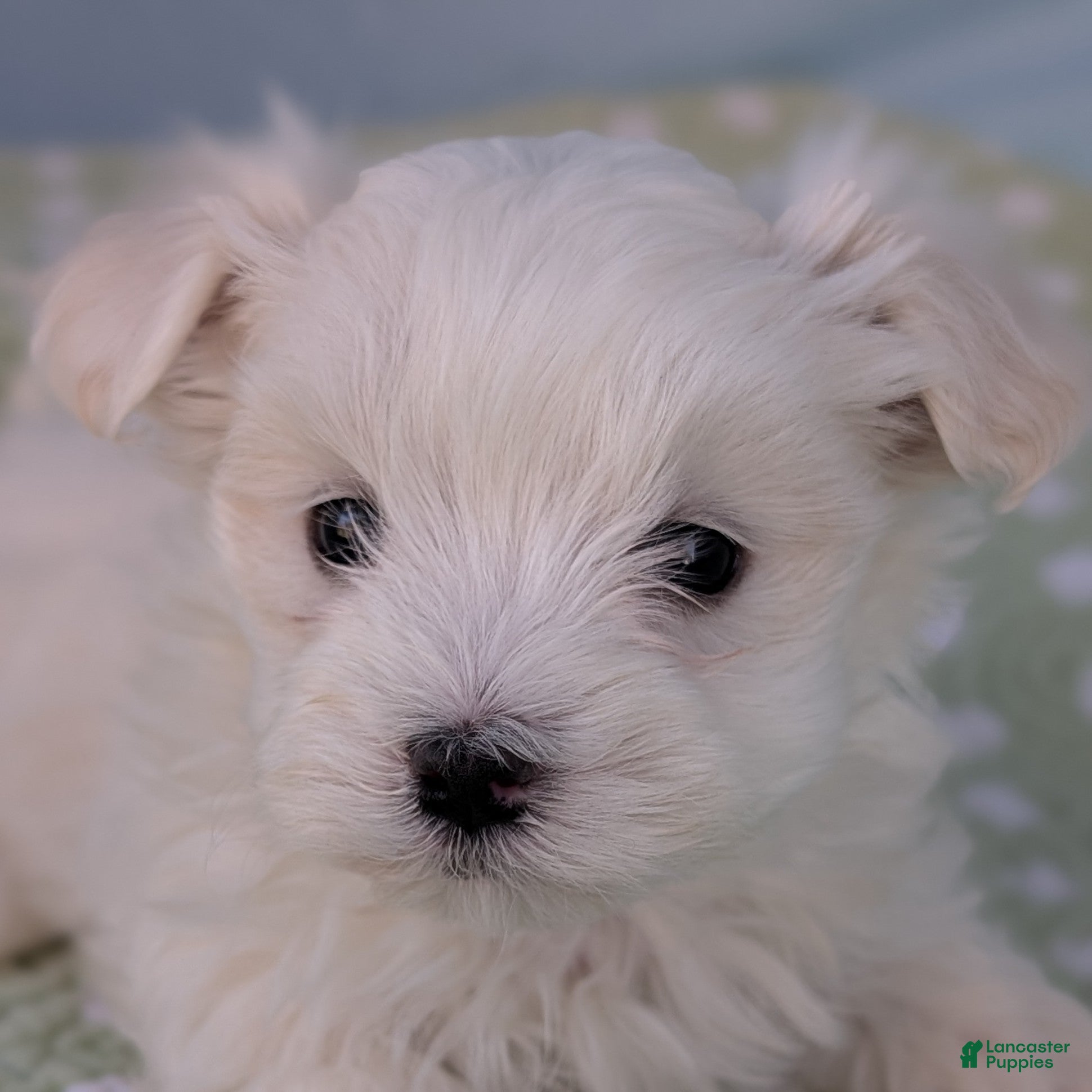 Maltese dogs Gibbous - Ad 7
