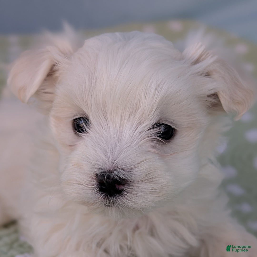 Maltese dogs for sale: Gibbous - Ad 1