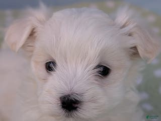 Maltese dogs Gibbous - Ad 8