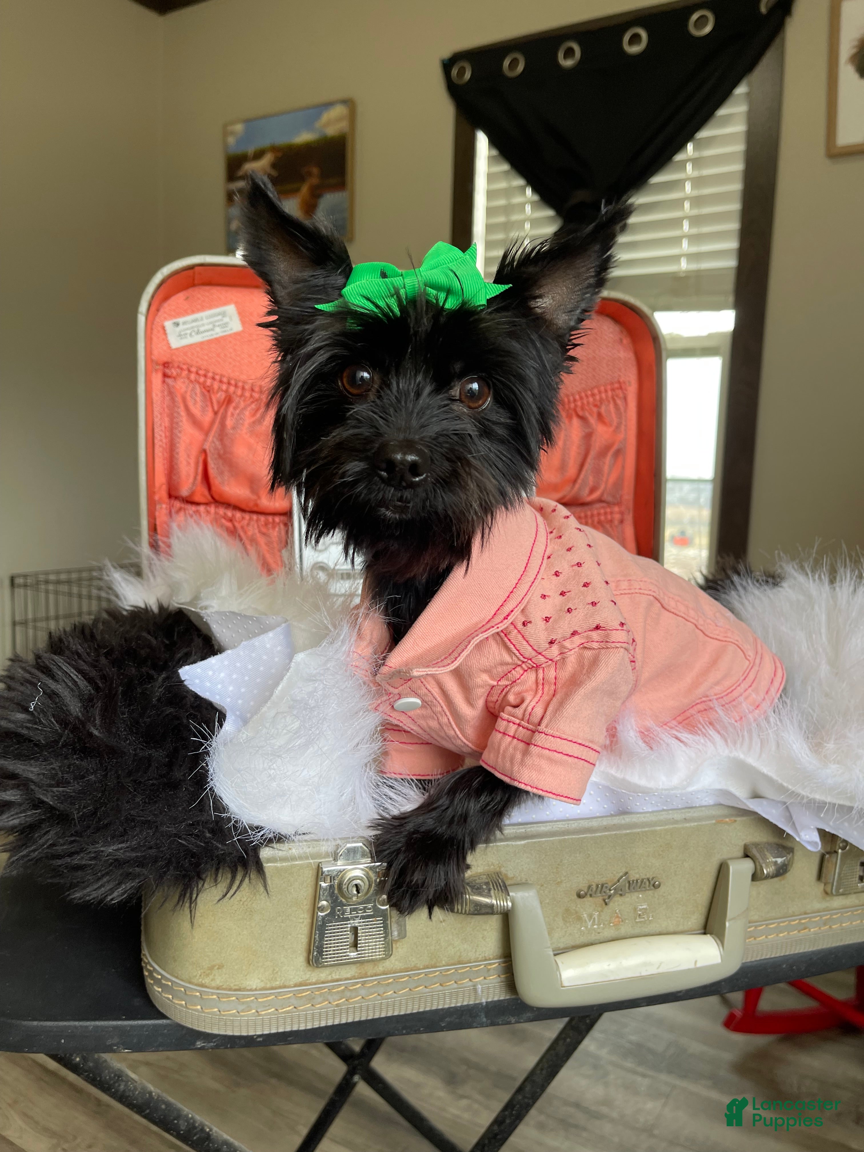 Yorkshire Terrier dogs KB Black 5 pound Mia - Ad 1