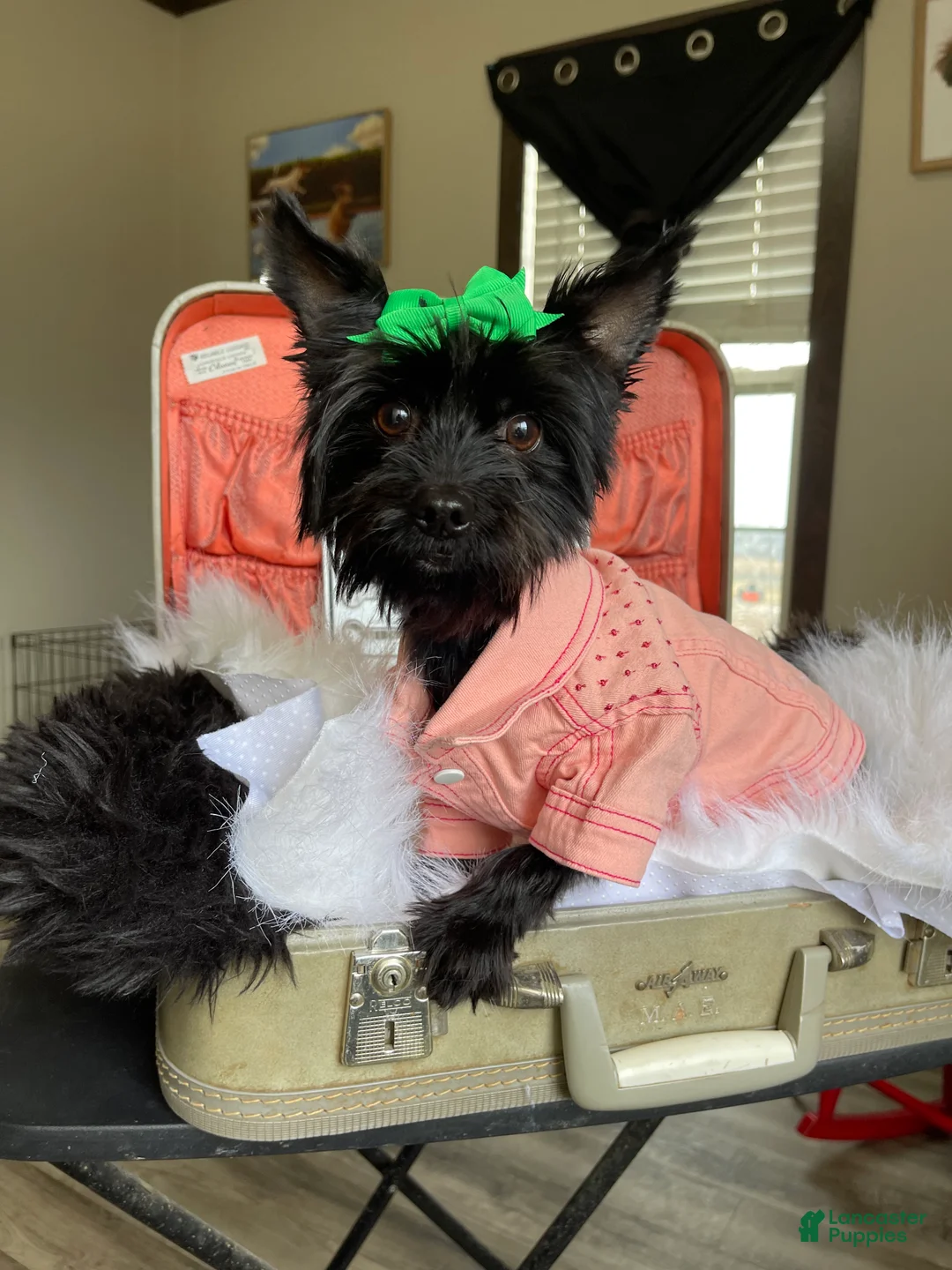 Yorkshire Terrier dogs for sale: KB Black 5 pound Mia - Ad 1