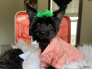 Yorkshire Terrier dogs KB Black 5 pound Mia - Ad 1