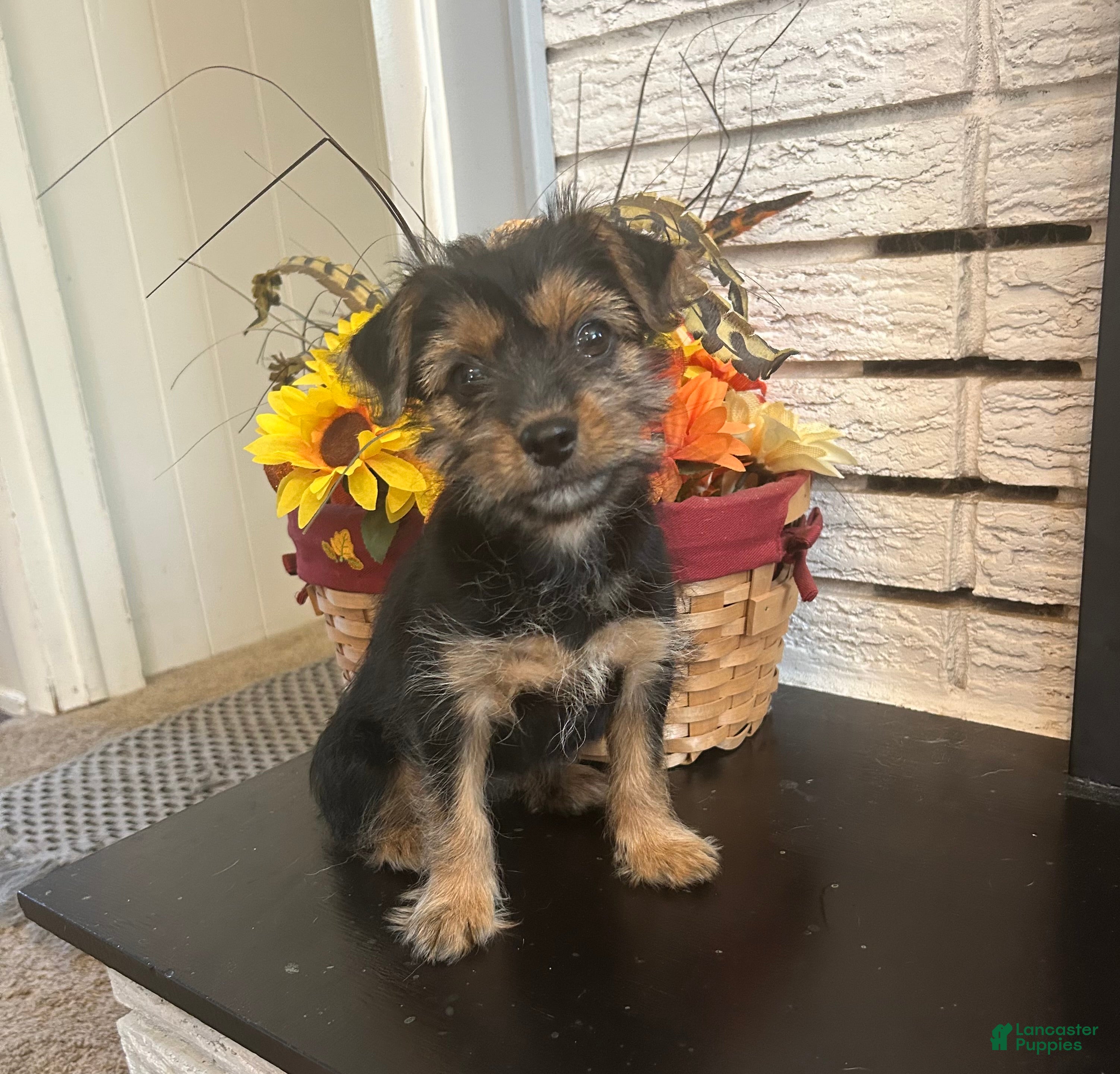 Shorkie dogs 1Pheobe - Ad 42