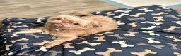 Shih Tzu dogs for sale: Shih Tzu 1 - Ad 4