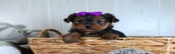 Yorkshire Terrier dogs for sale: CALLIE - Ad 5
