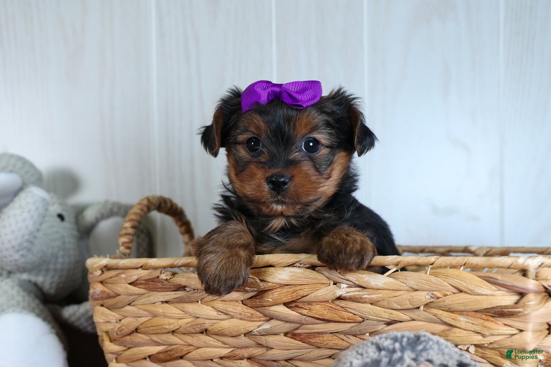 Yorkshire Terrier dogs for sale: CALLIE - Ad 5
