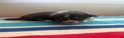 Welsh Corgi Pembroke dogs for sale: Richie - Ad 6