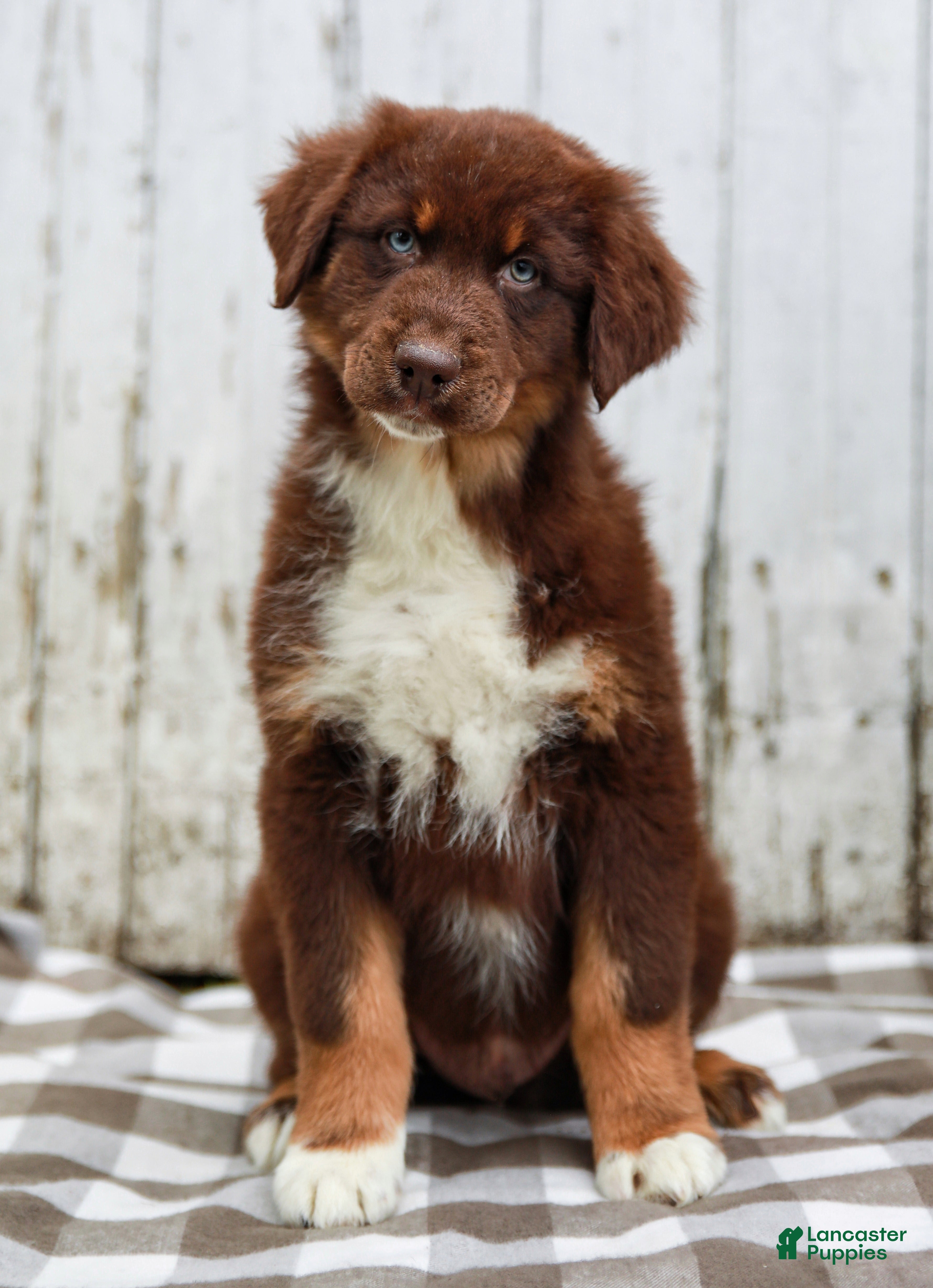 Australian Shepherd dogs Murphy - Ad 1