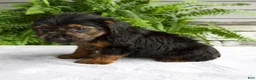 Yorkshire Terrier dogs for sale: Corey - Ad 3